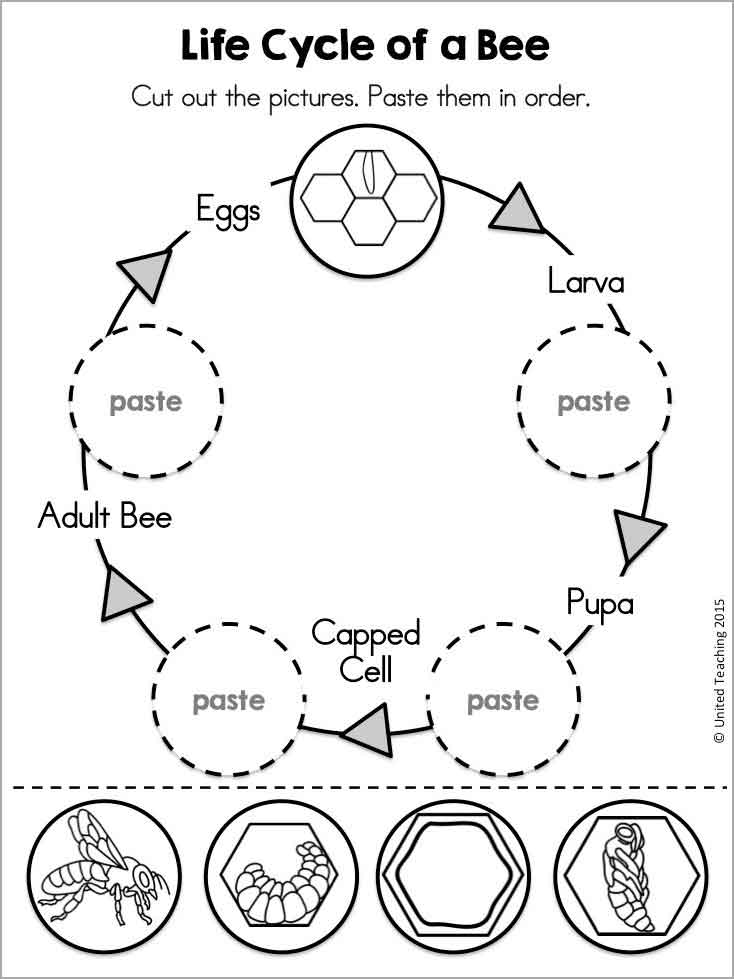 Bee Life Cycle Coloring Page Bee Life Cycle Coloring Page