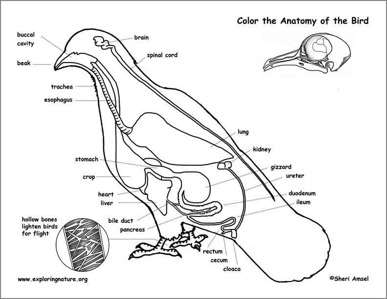 Bird Anatomy Coloring Page