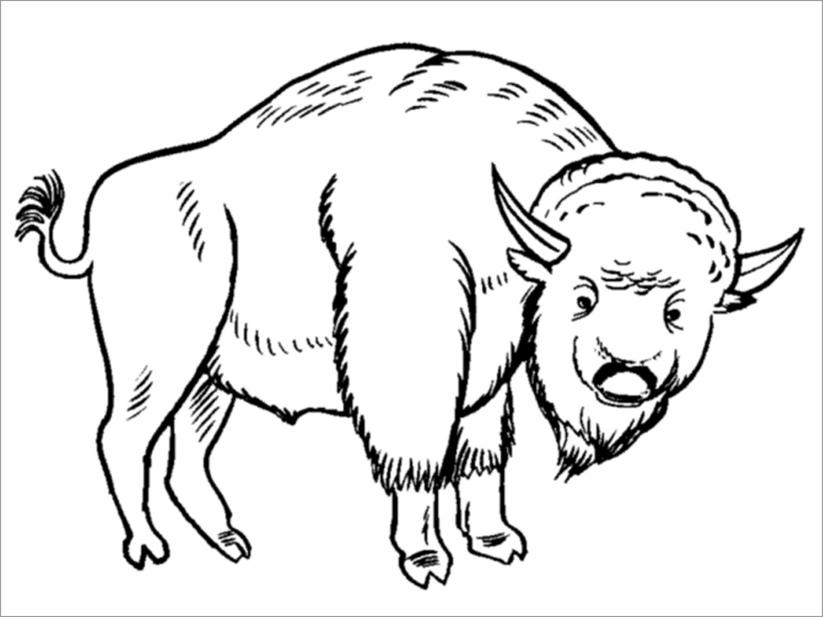 Bison Printable Coloring Pages