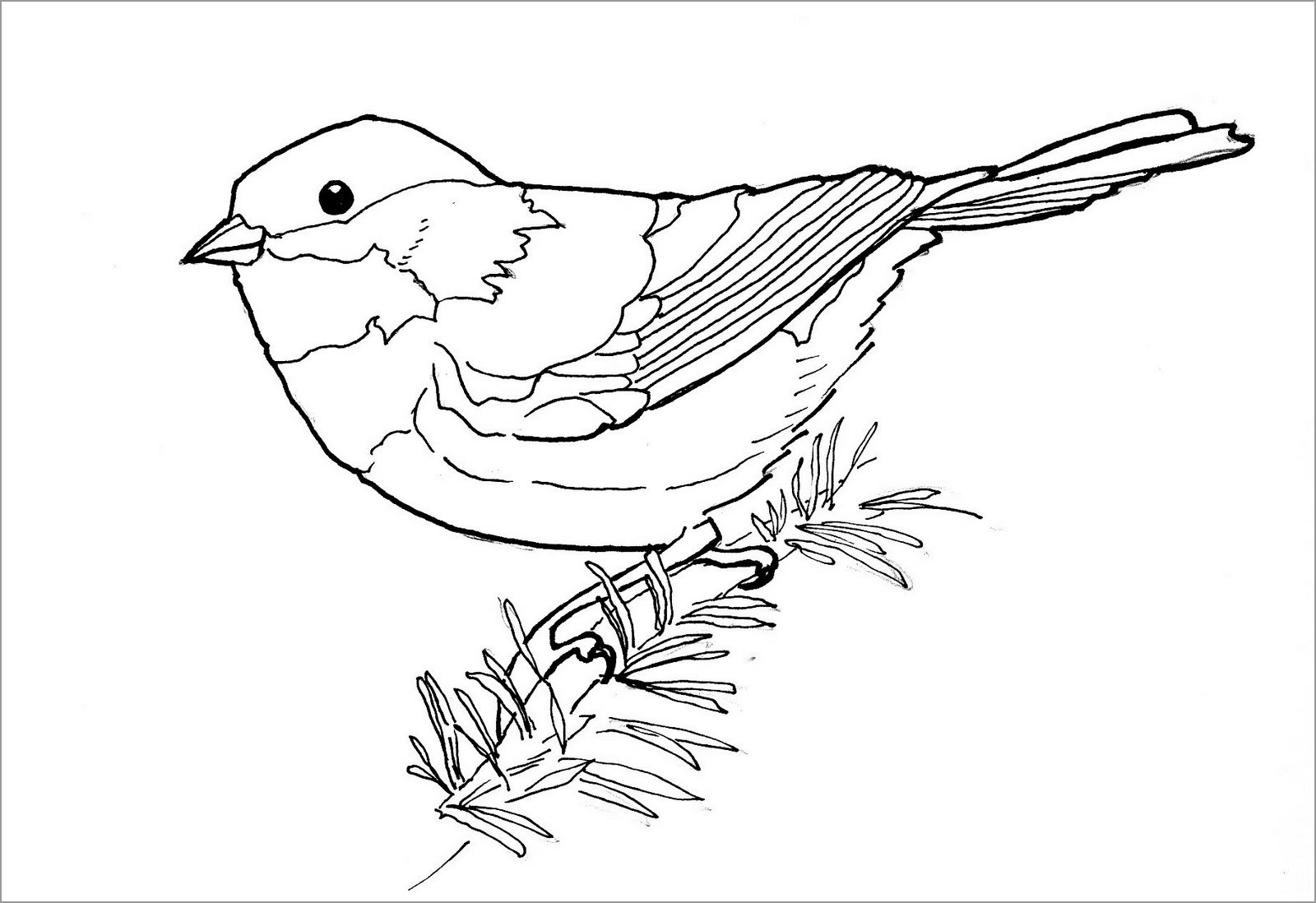 Chickadee Coloring Pages