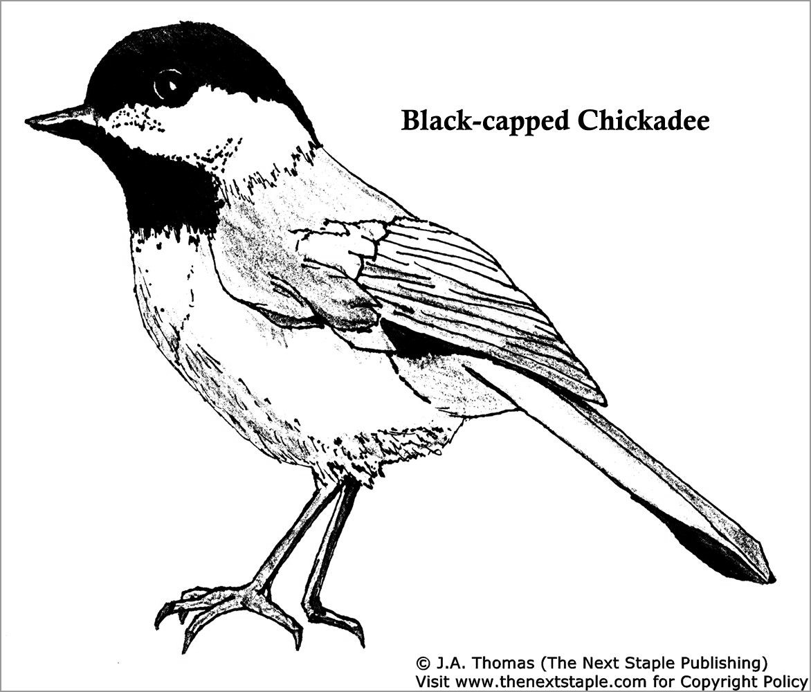 Black Capped Chickadee Coloring Page