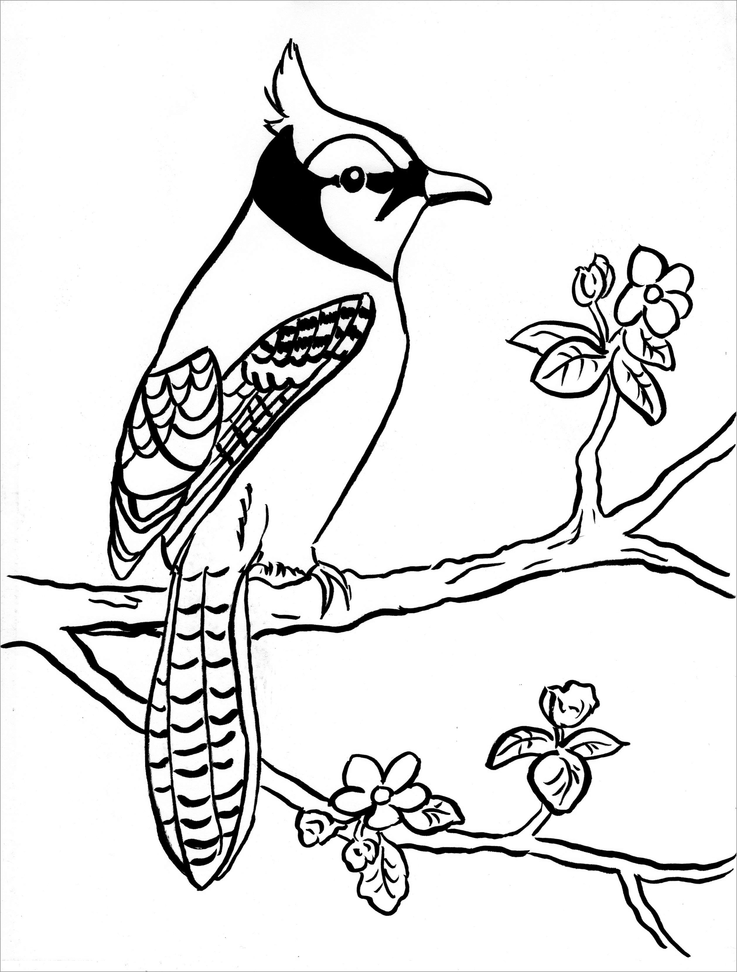 Jay Coloring Pages - ColoringBay