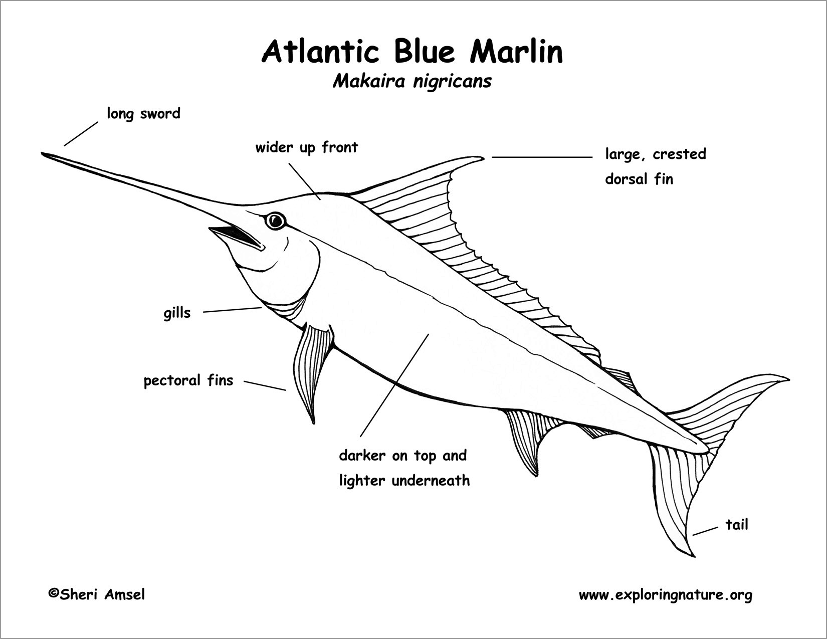 Blue Marlin Body Parts Coloring Page