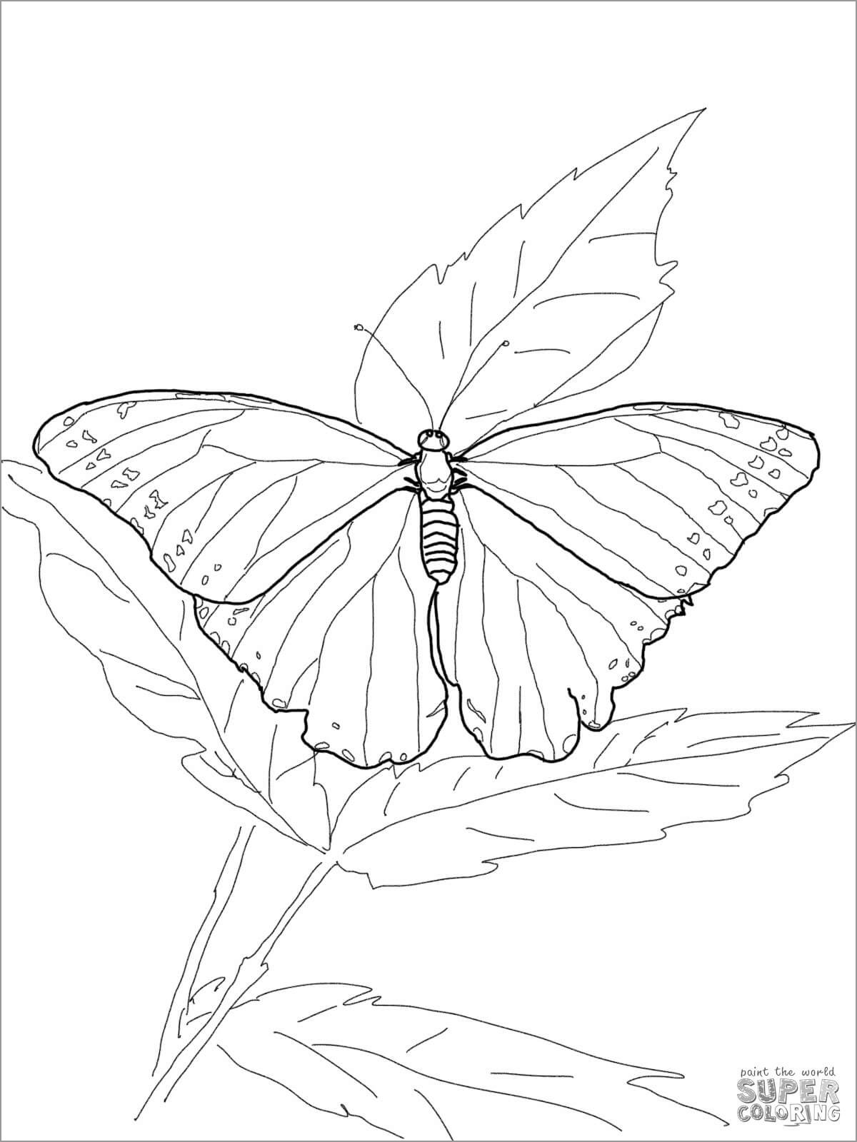 Blue Morpho butterfly Coloring Page