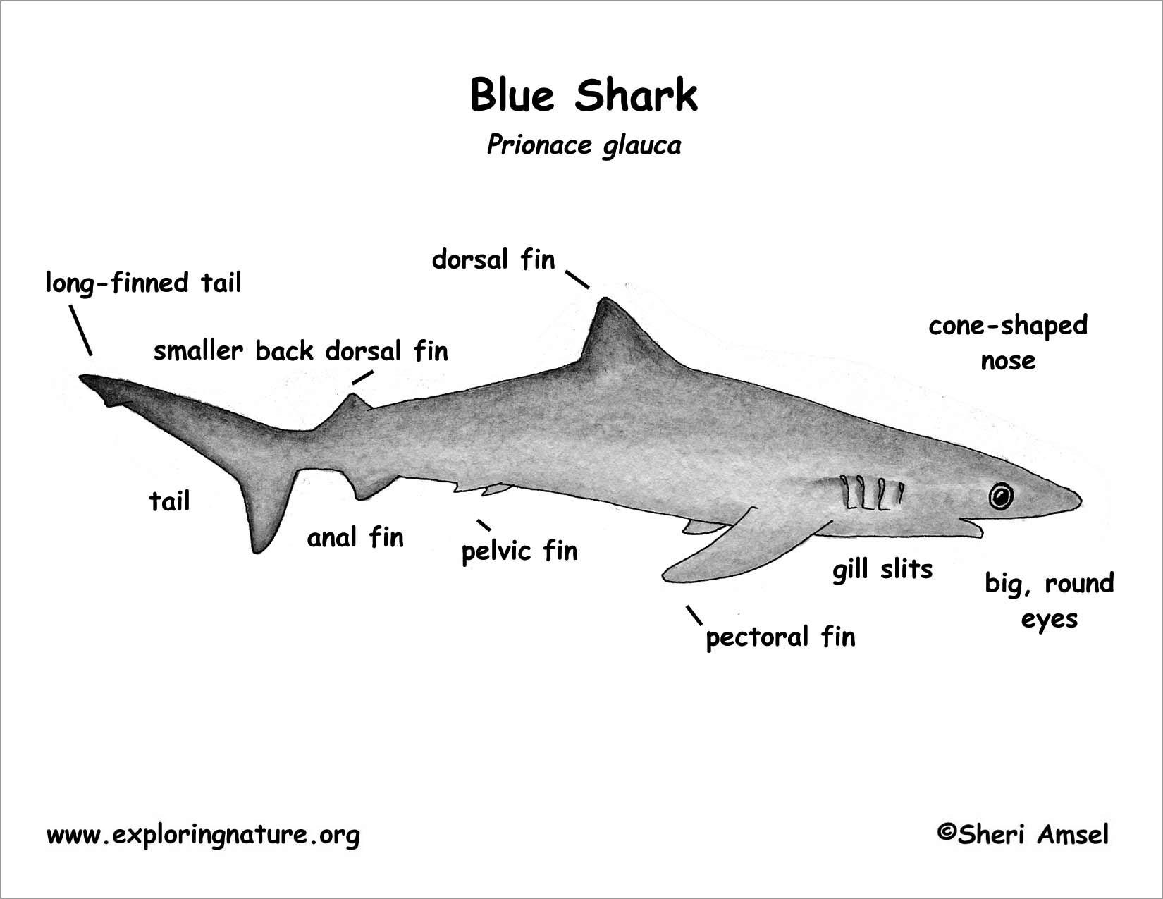 Blue Shark Anatomy Coloring Page
