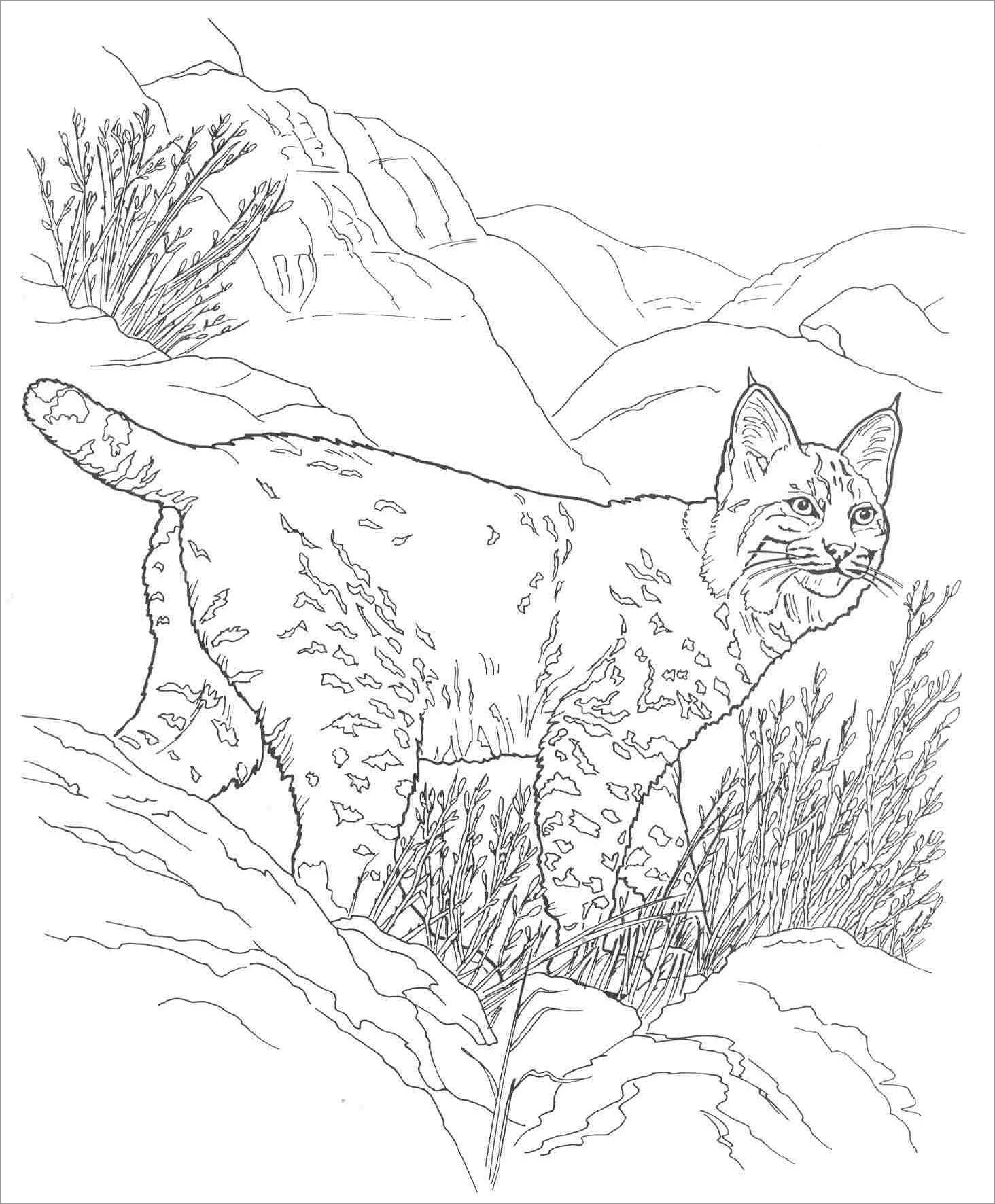Bobcat Desert Animals Coloring Pages