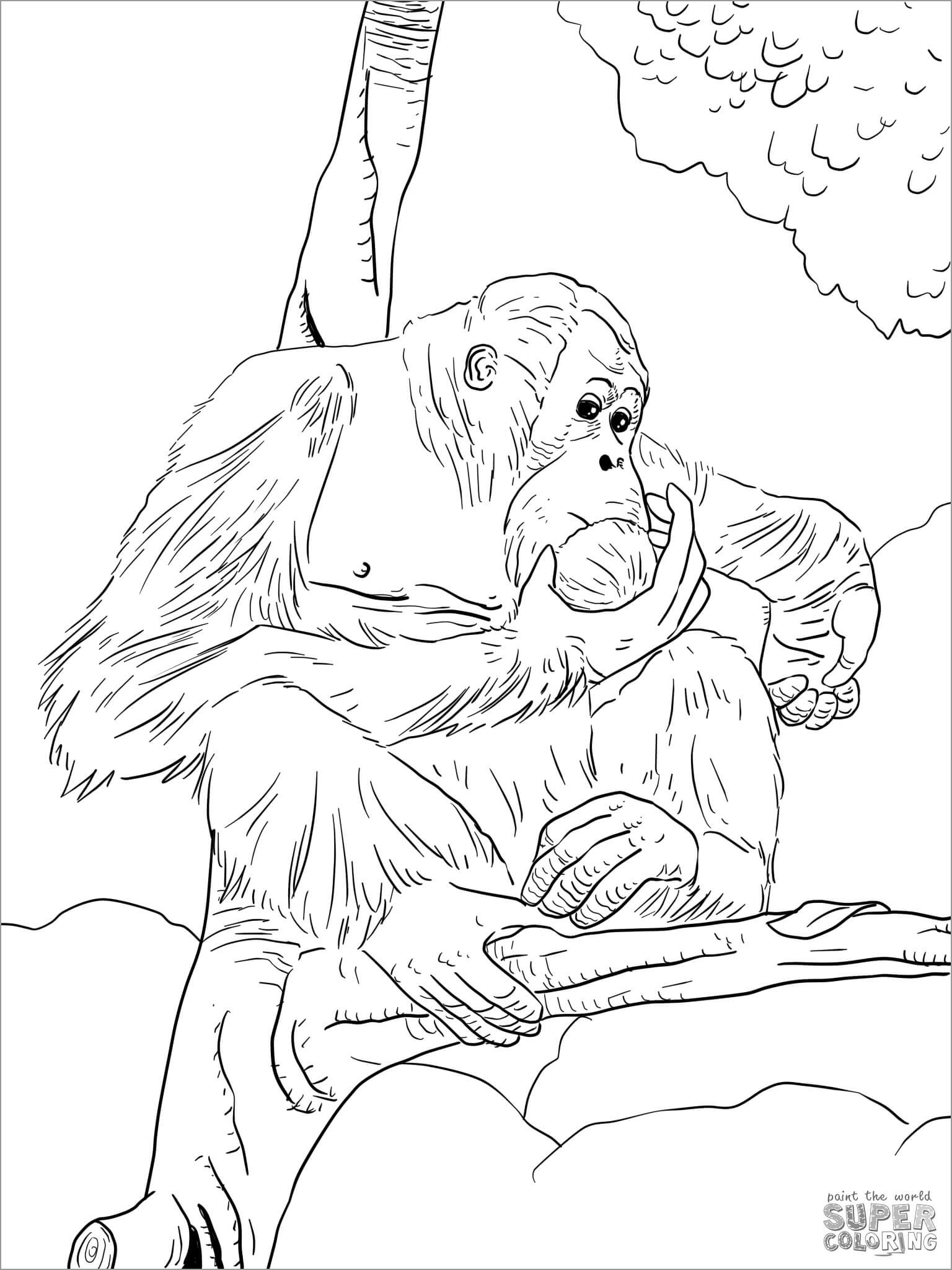 Bornean orangutan Coloring Page