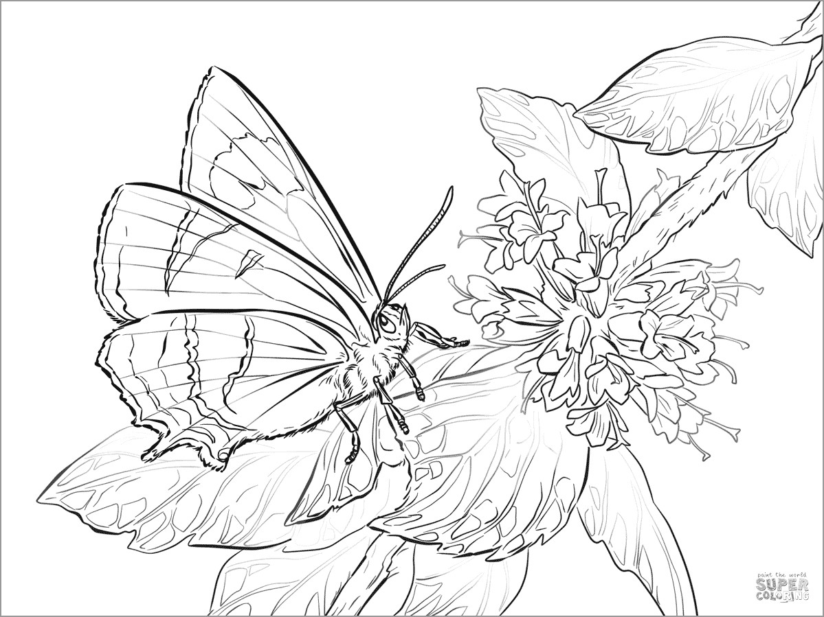 Brown Hairstreak butterfly Coloring Page   ColoringBay