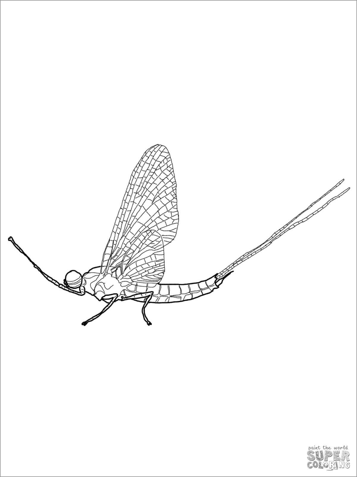 Mayfly Coloring Pages