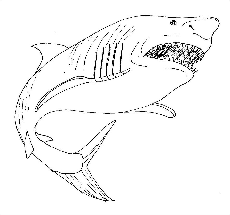 Bull Shark Coloring Page for Kids