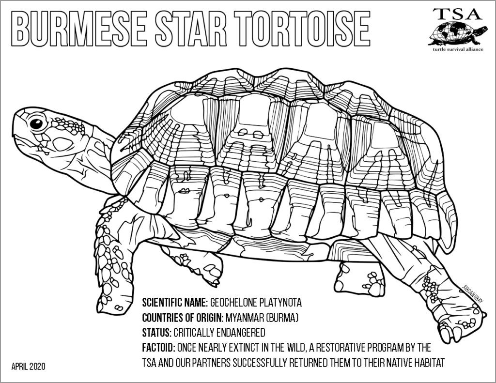 Burmese Star tortoise Coloring Page