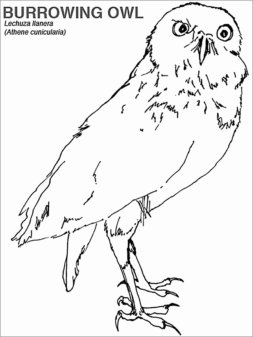 Burrowing Owl Coloring Page for Kids