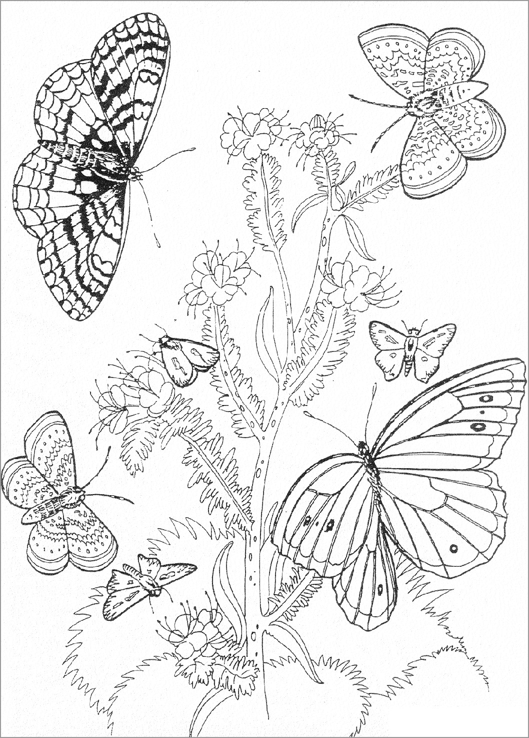 Butterfly and Flower Coloring Page for Adult   ColoringBay