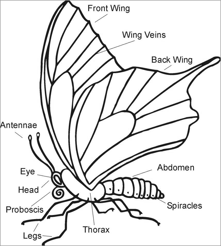 Butterfly Body Parts Coloring Page