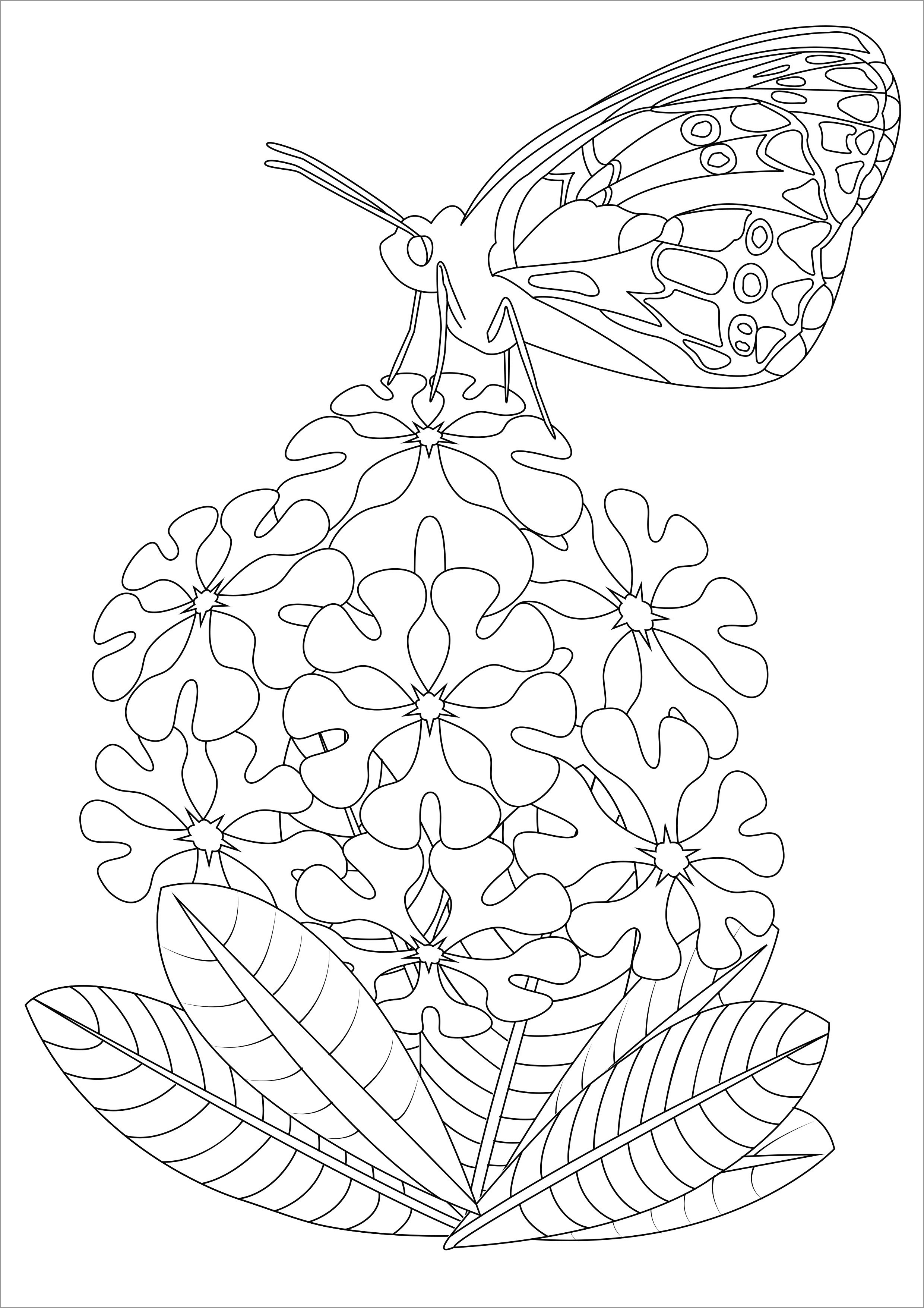 Butterfly On Flowers Coloring Page