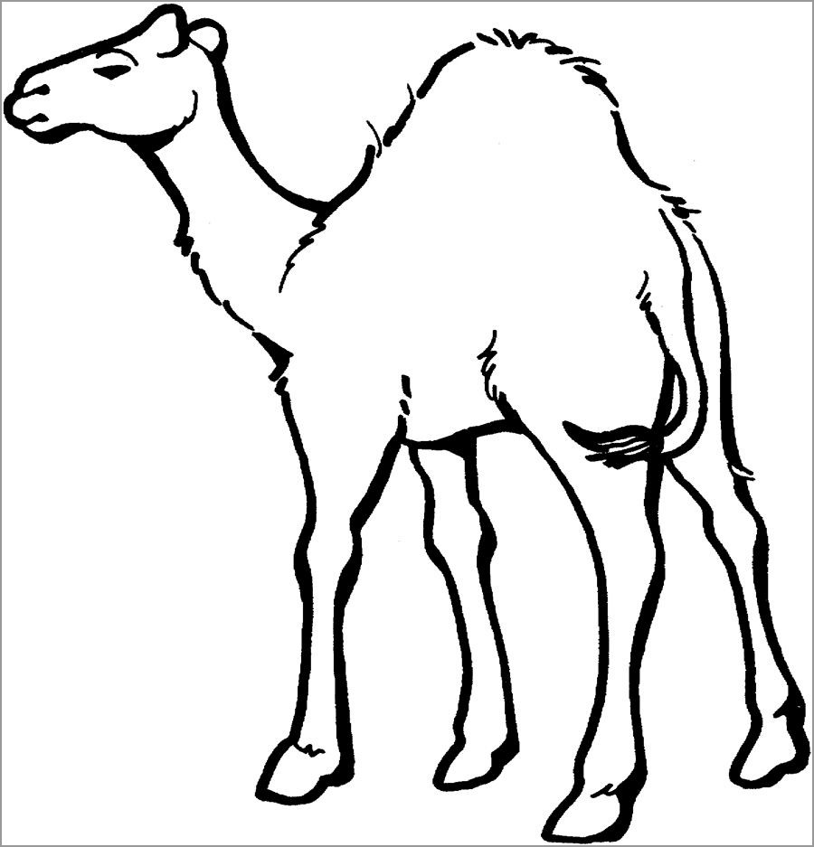 Camel Coloring Page to Print