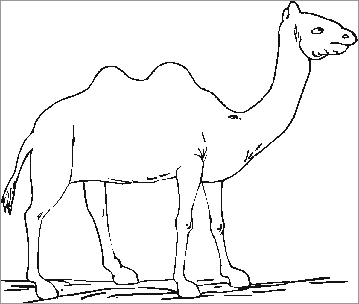 Camel Desert Coloring Page for Kids