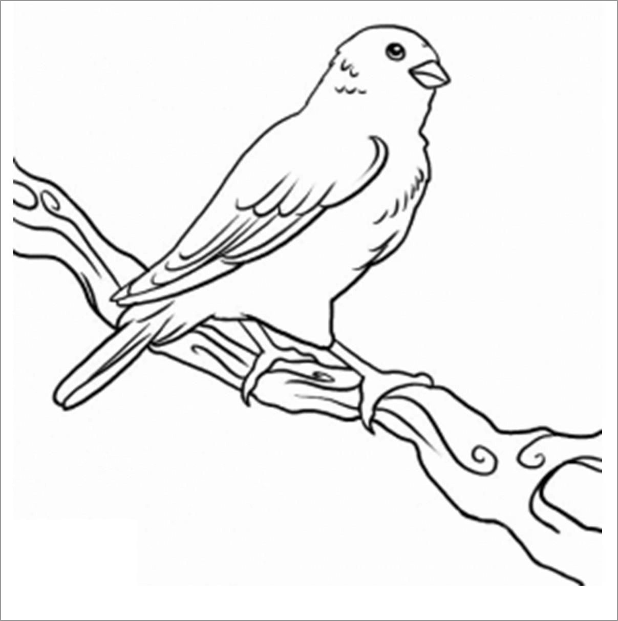 Canary Coloring Page for Kids