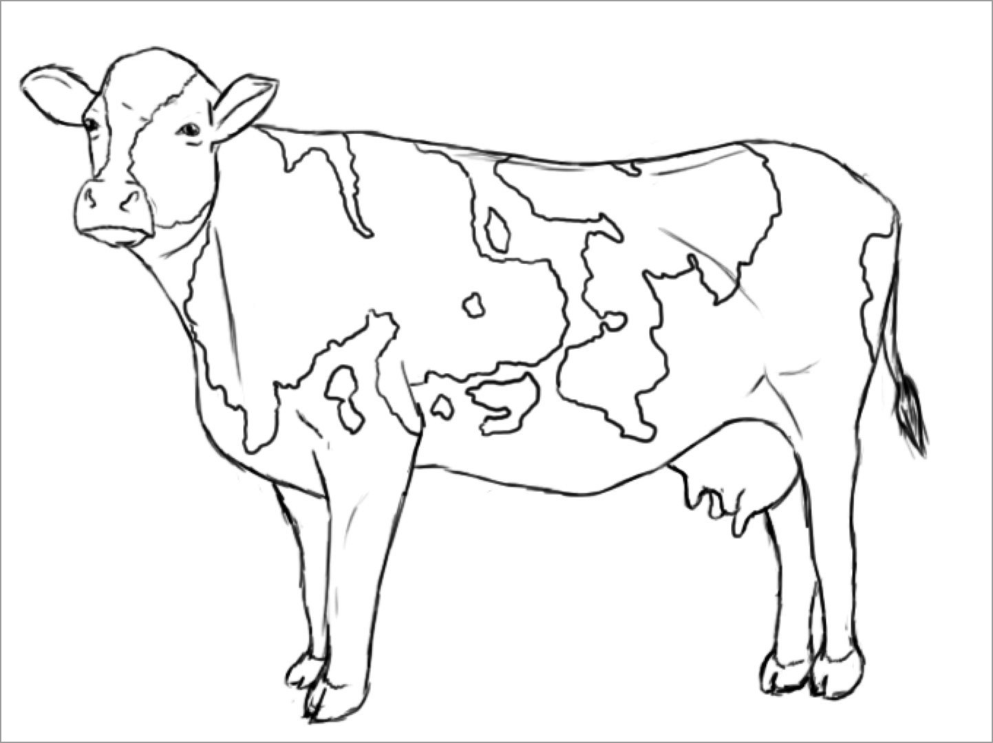Cattle Coloring Page for Kids