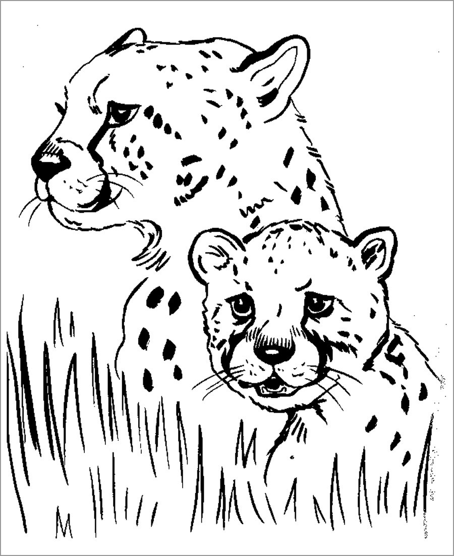 Cheetah Coloring Pages   ColoringBay