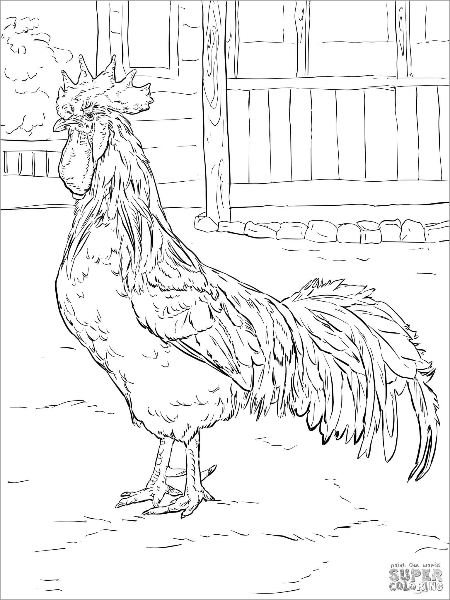 Chicken Coloring Pages for Adults