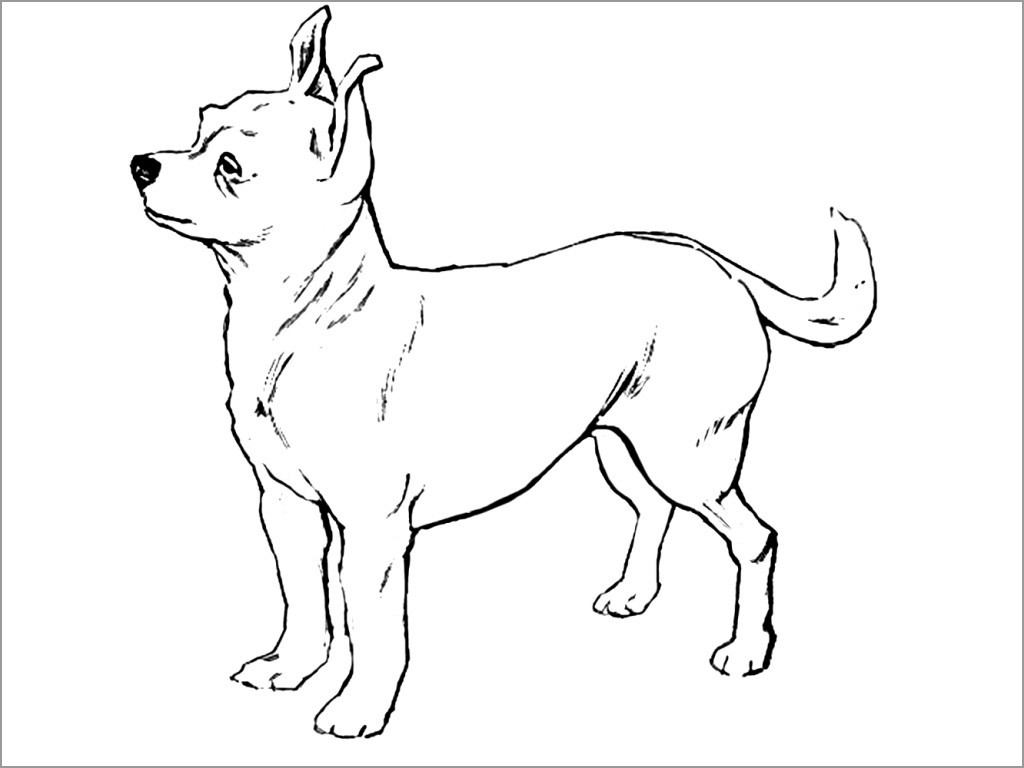 Chihuahua Coloring Page to Print
