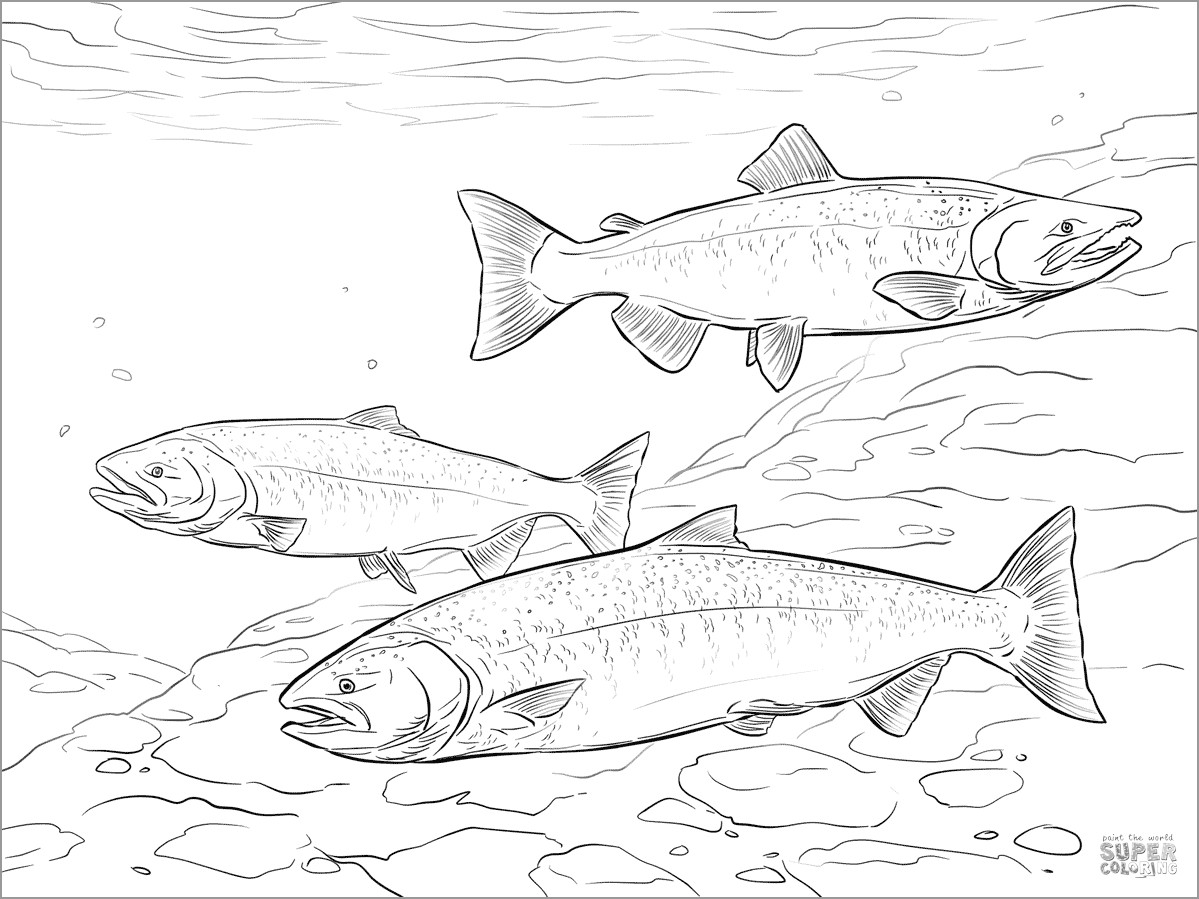 Chinook Salmon Coloring Page