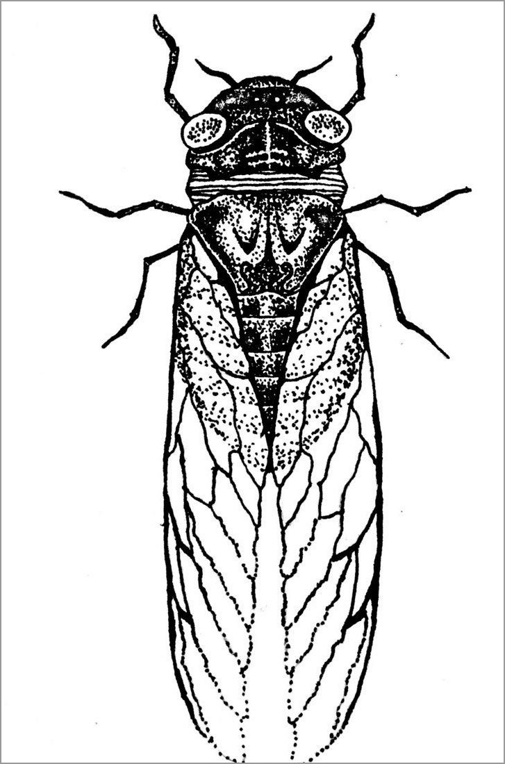 Cicada Coloring Page to Print