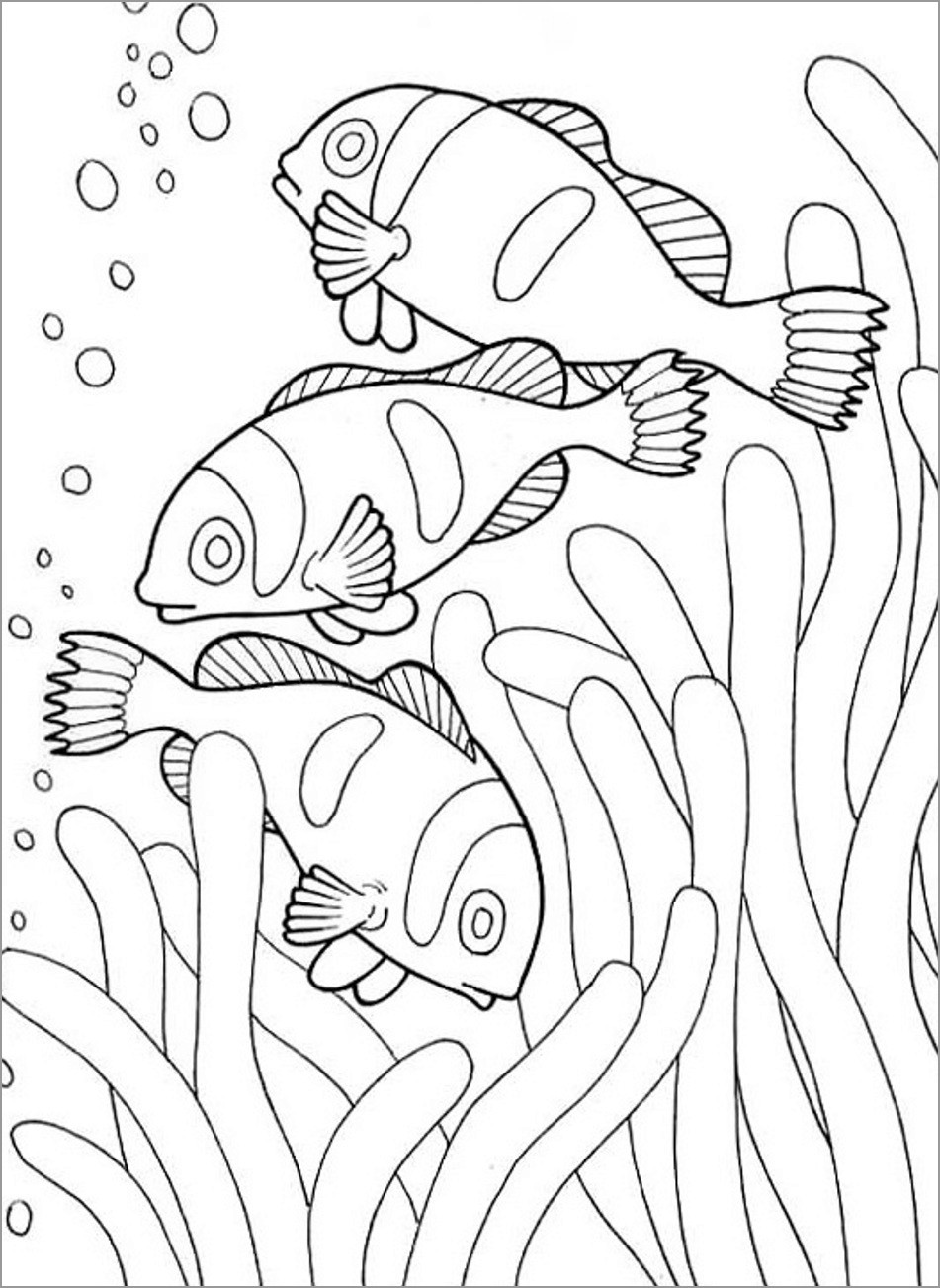 Download Clownfish Coloring Pages - ColoringBay