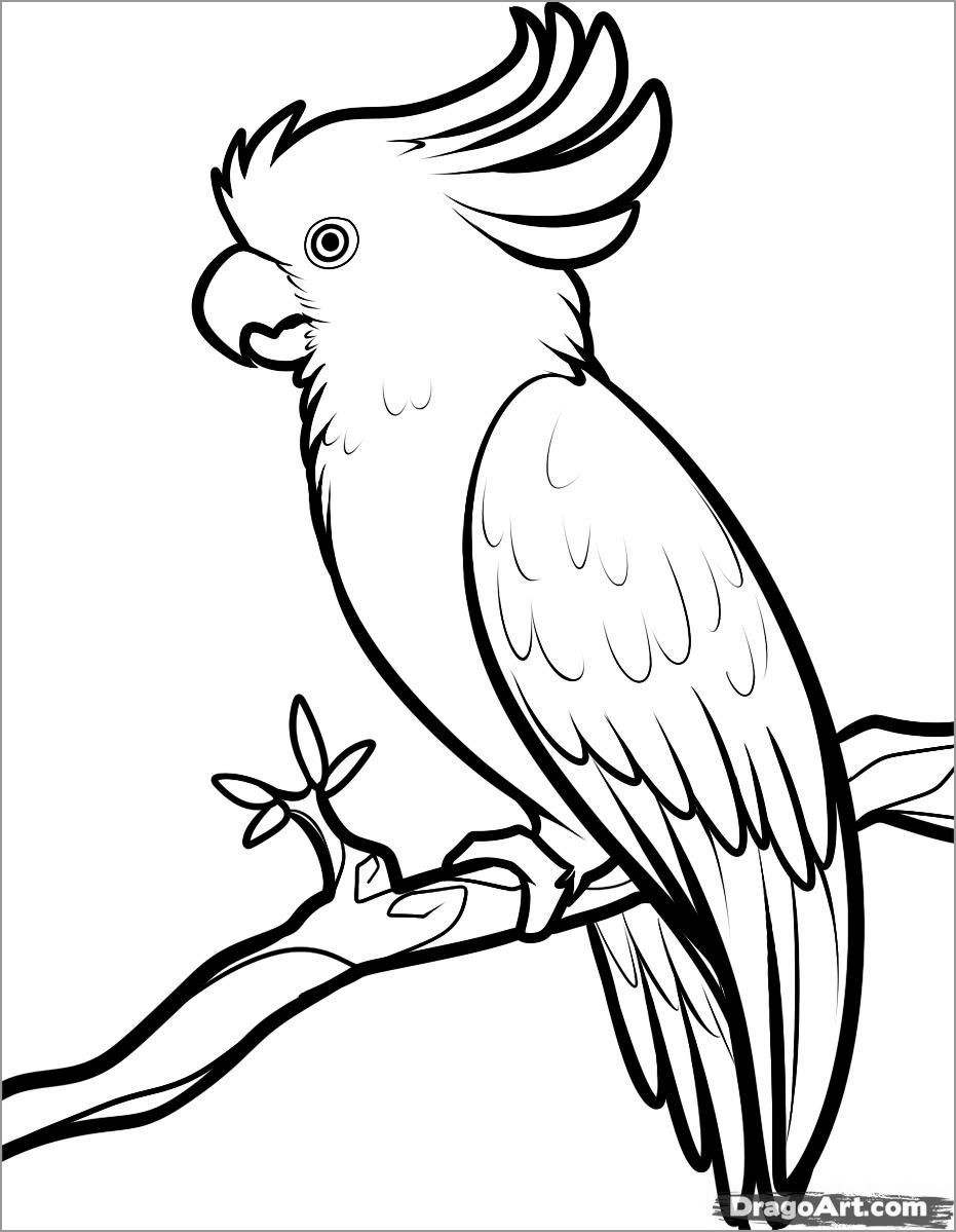 Cockatoo Coloring Page Picture