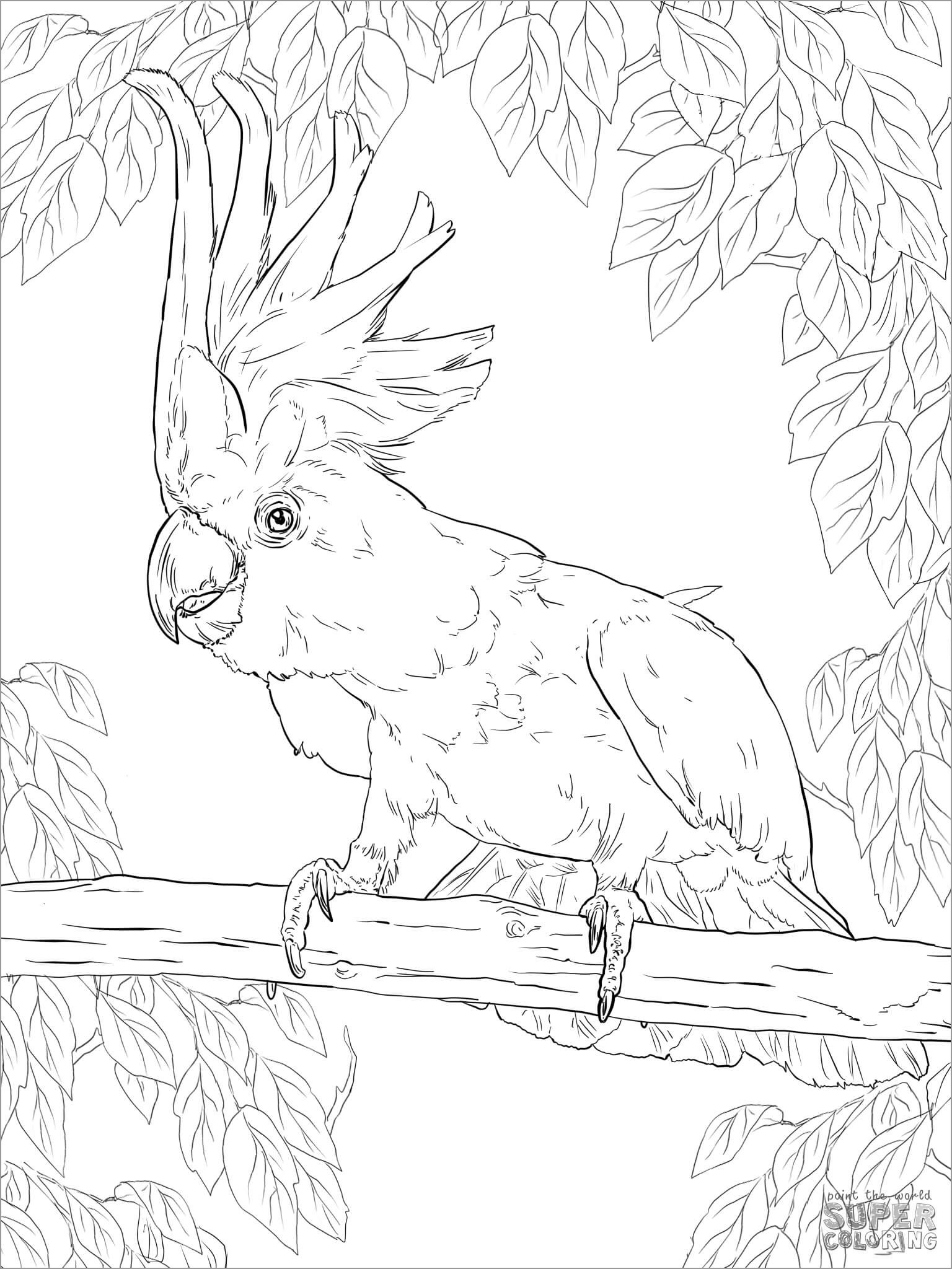 Cockatoos Coloring Page to Print