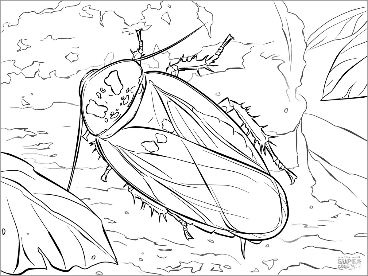 Cockroach Coloring Page for Adult