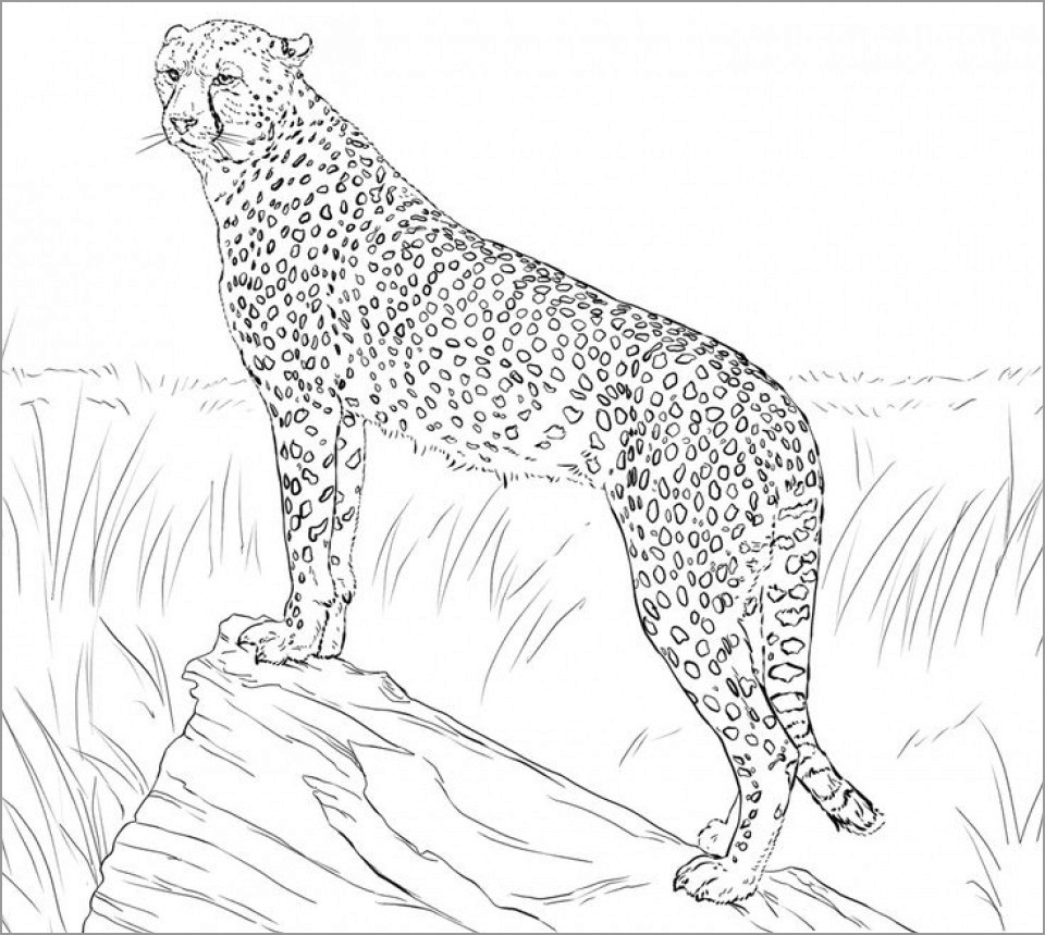 Coloring Page Of A Cheetah