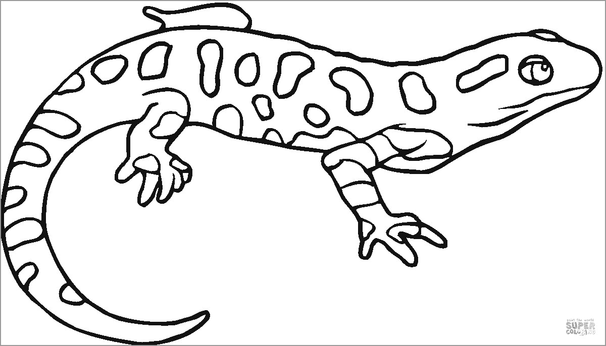 Coloring Page Of A Salamander
