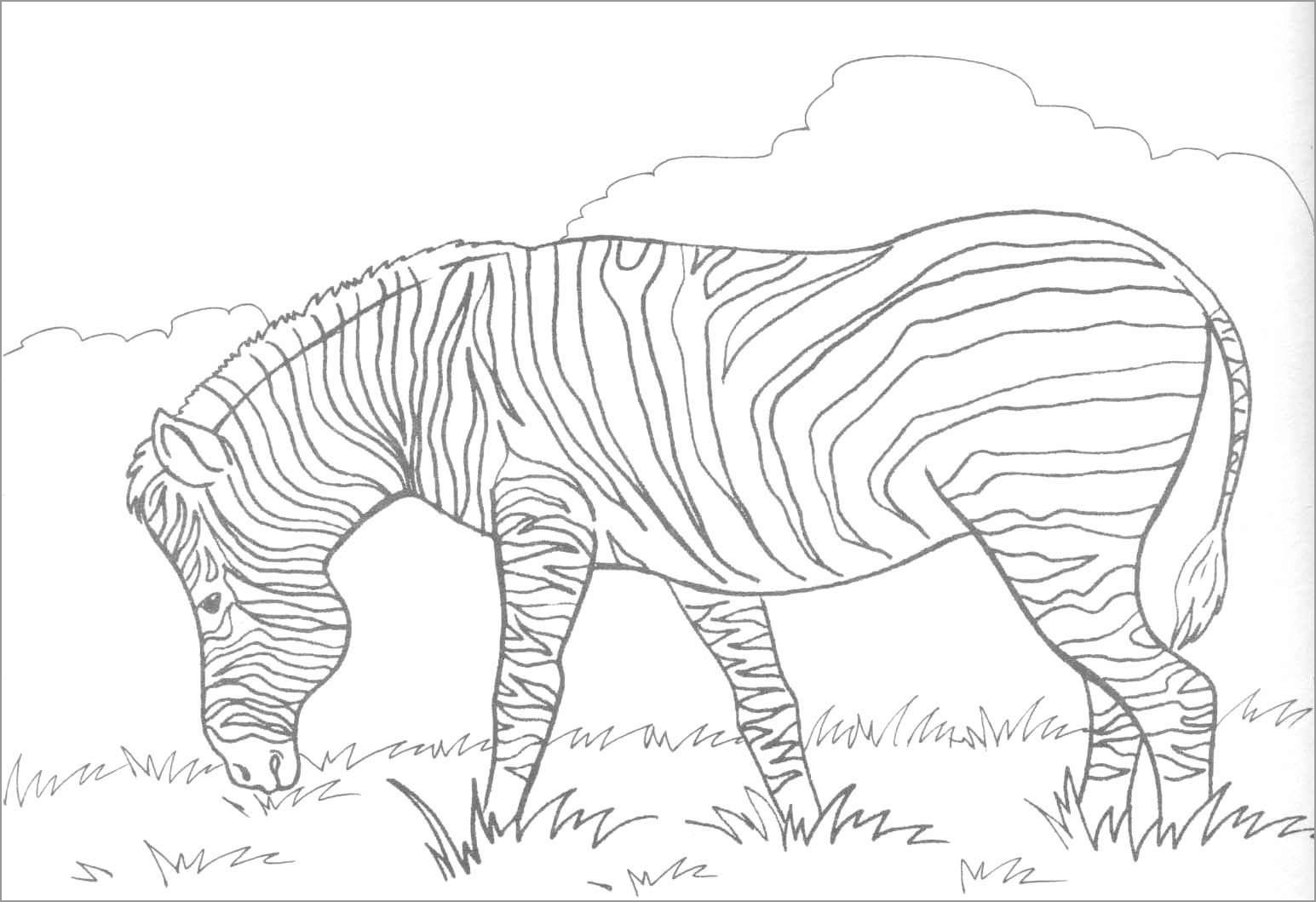 Coloring Page Of A Zebra