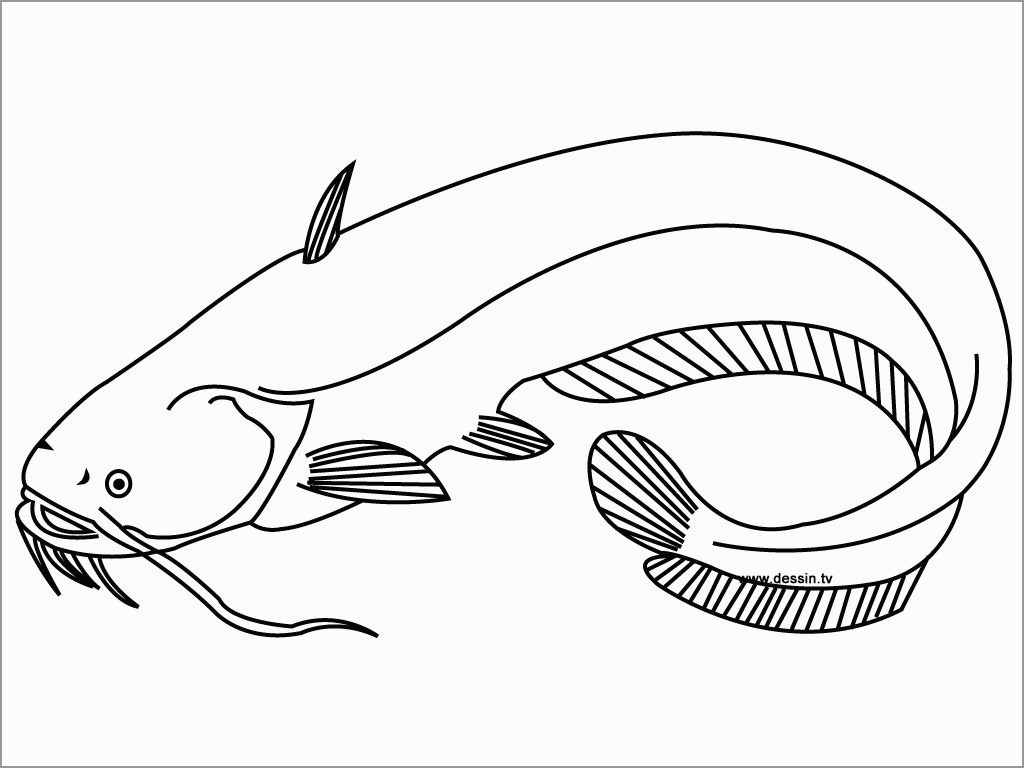 Coloring Page Of Catfish