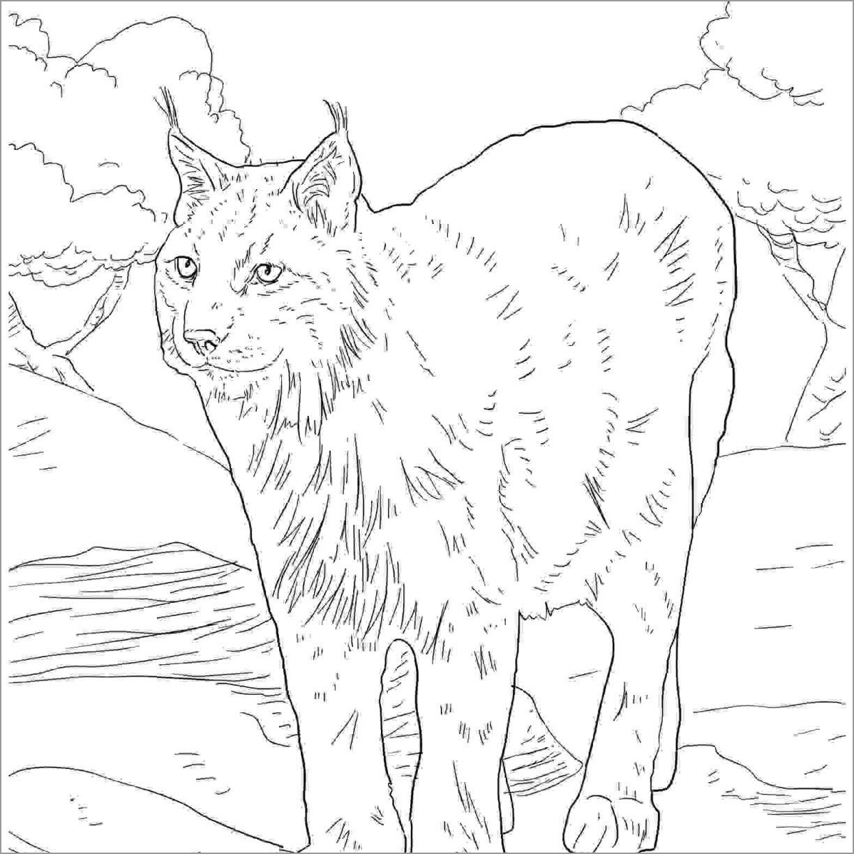 Coloring Page Of Lynx
