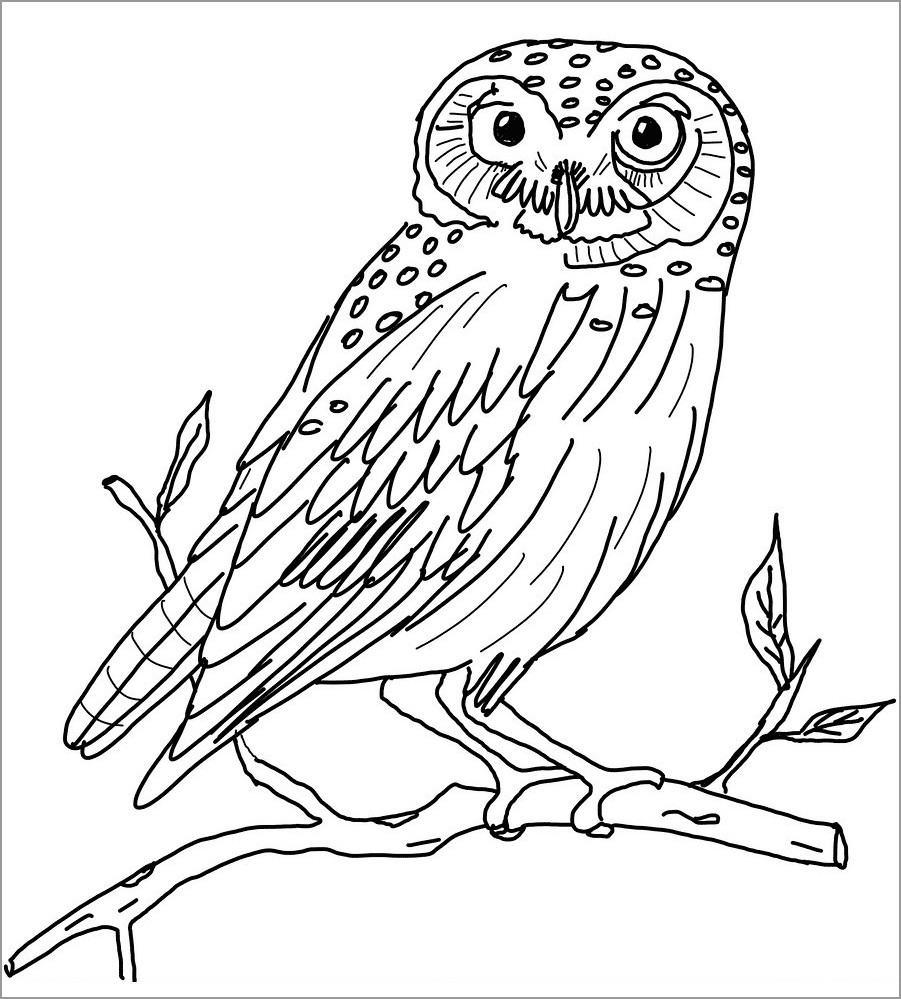 Coloring Page Of Owl   ColoringBay