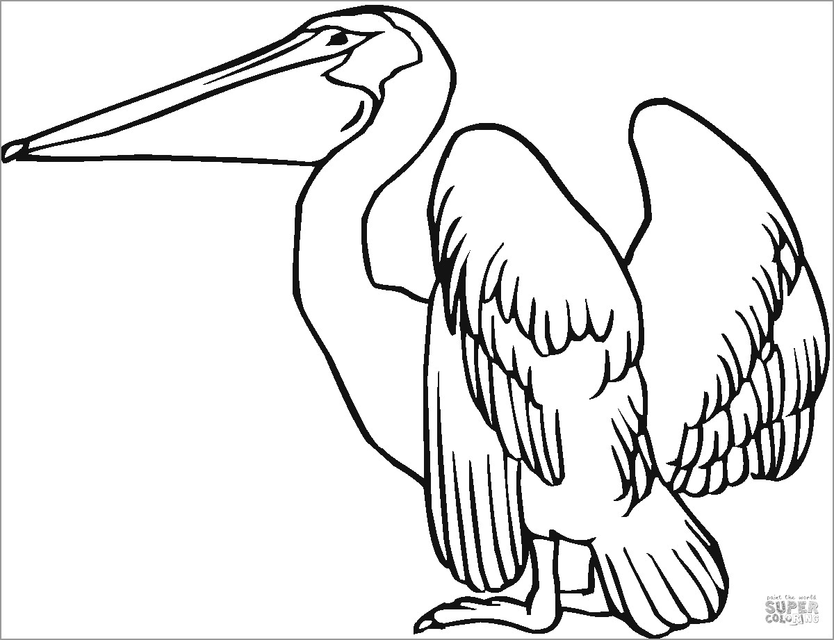 Coloring Page Of Pelicans