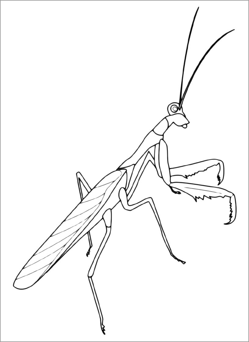 Coloring Page Of Praying Mantis