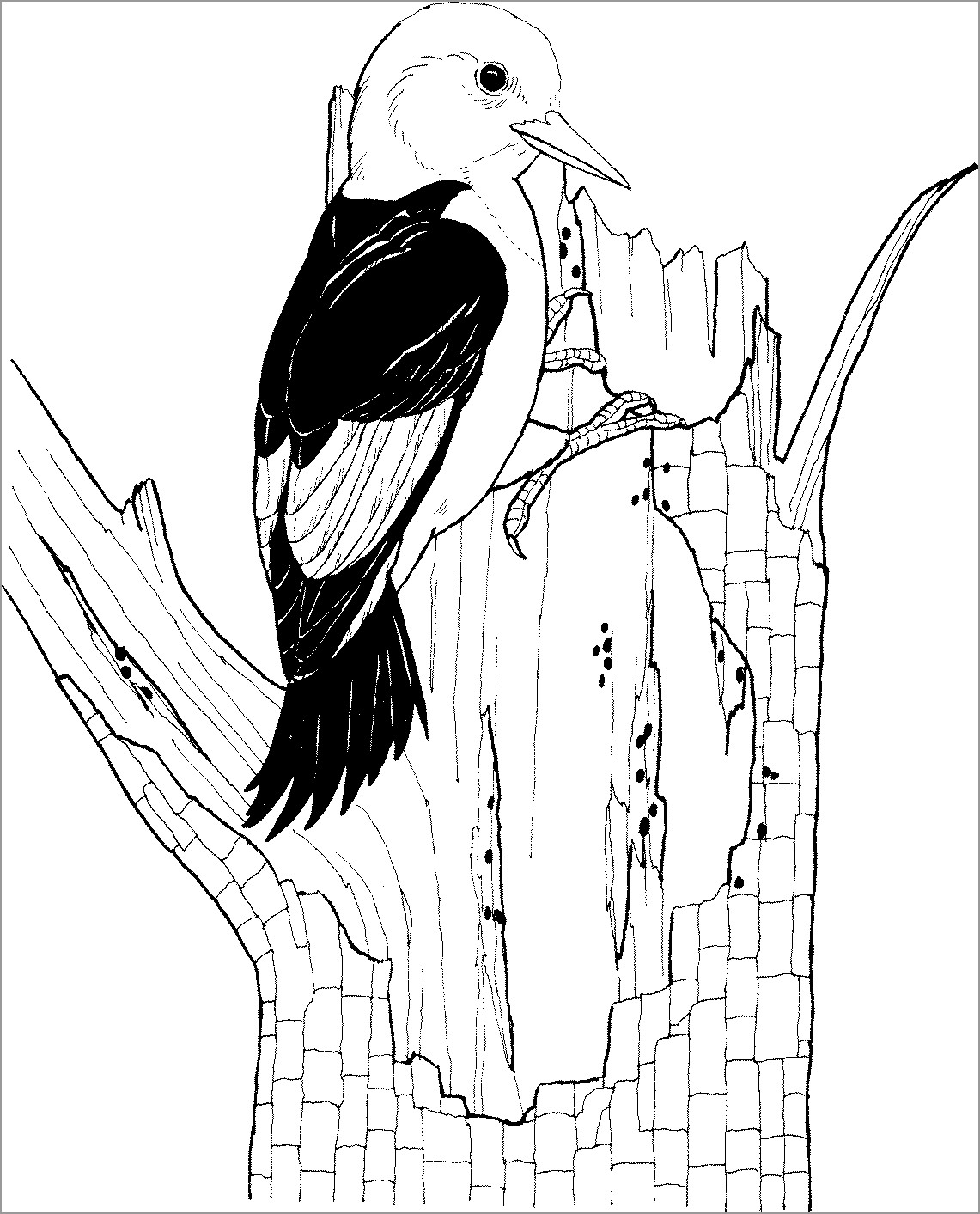 Coloring Page Of Woodpecker