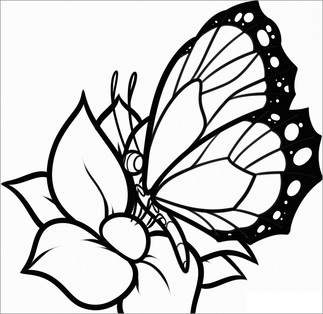 Coloring Pages butterflies