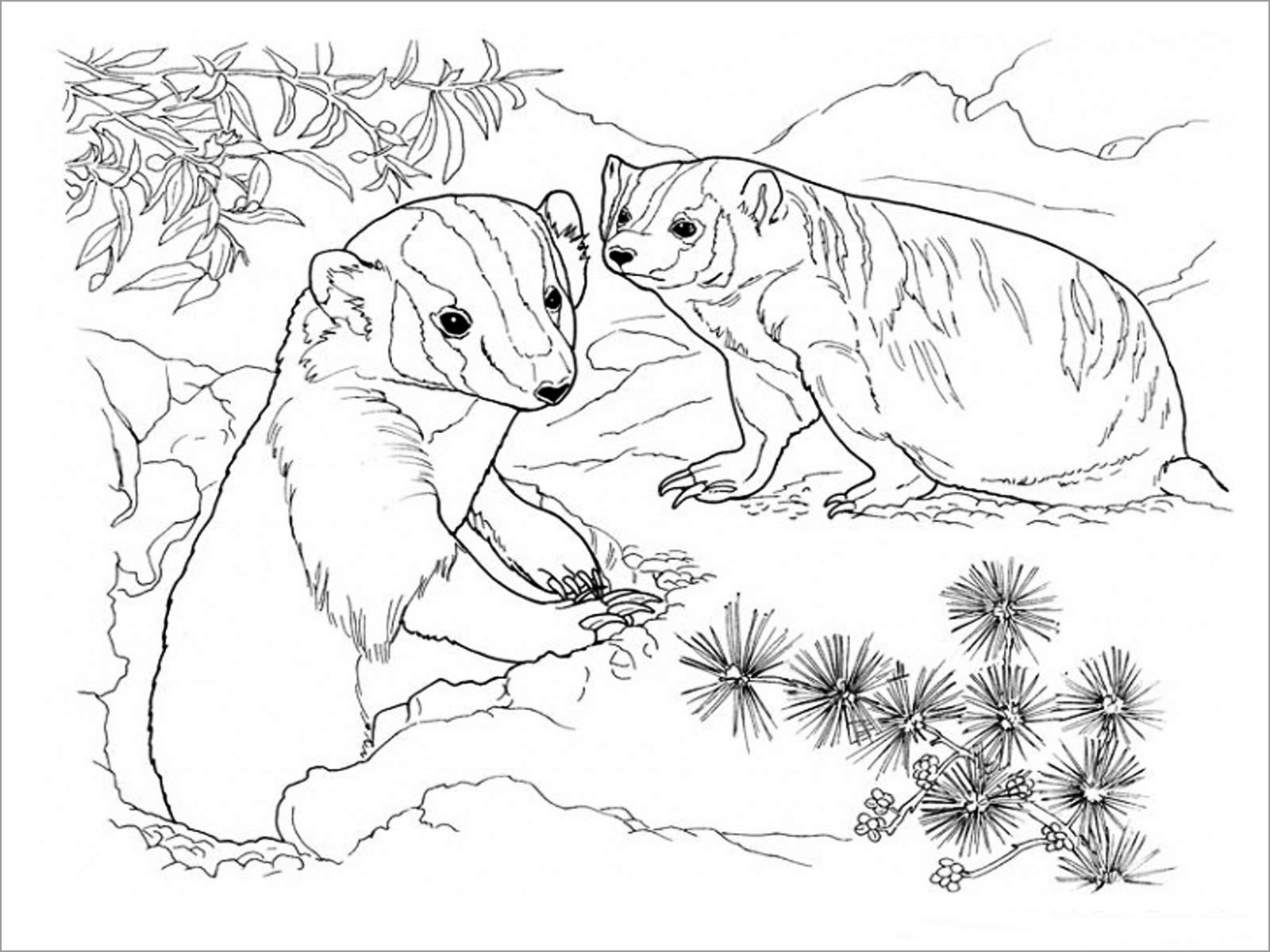 Badgers Coloring Pages