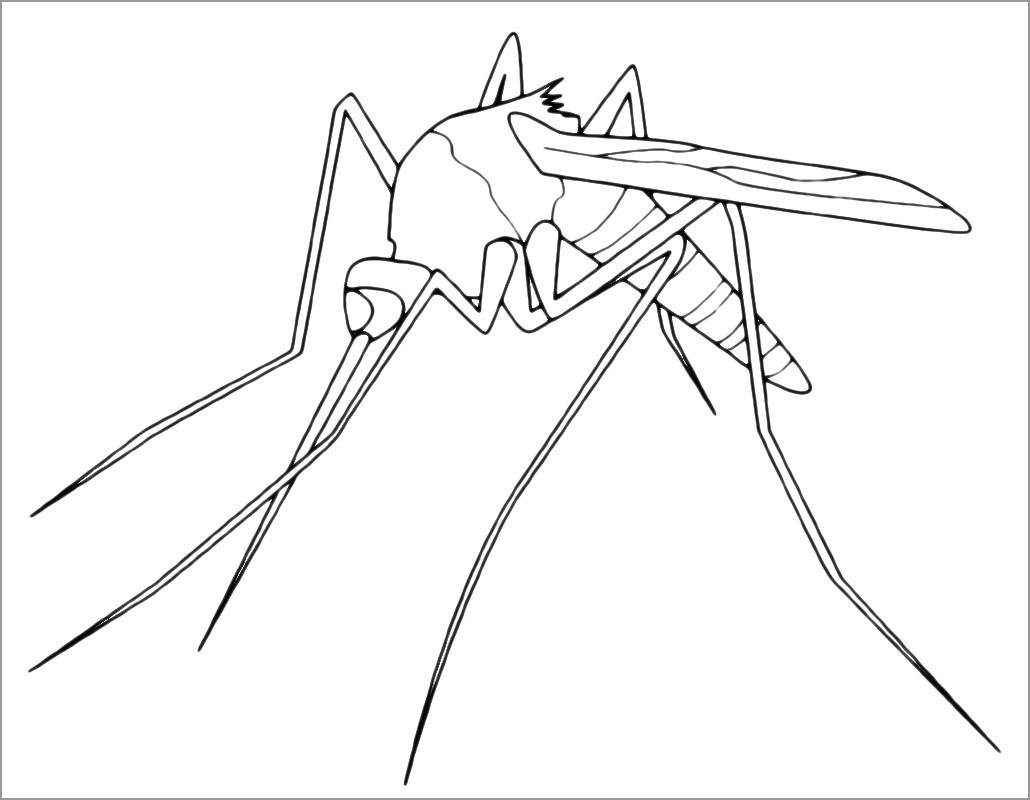 Coloring Pages Of Mosquito