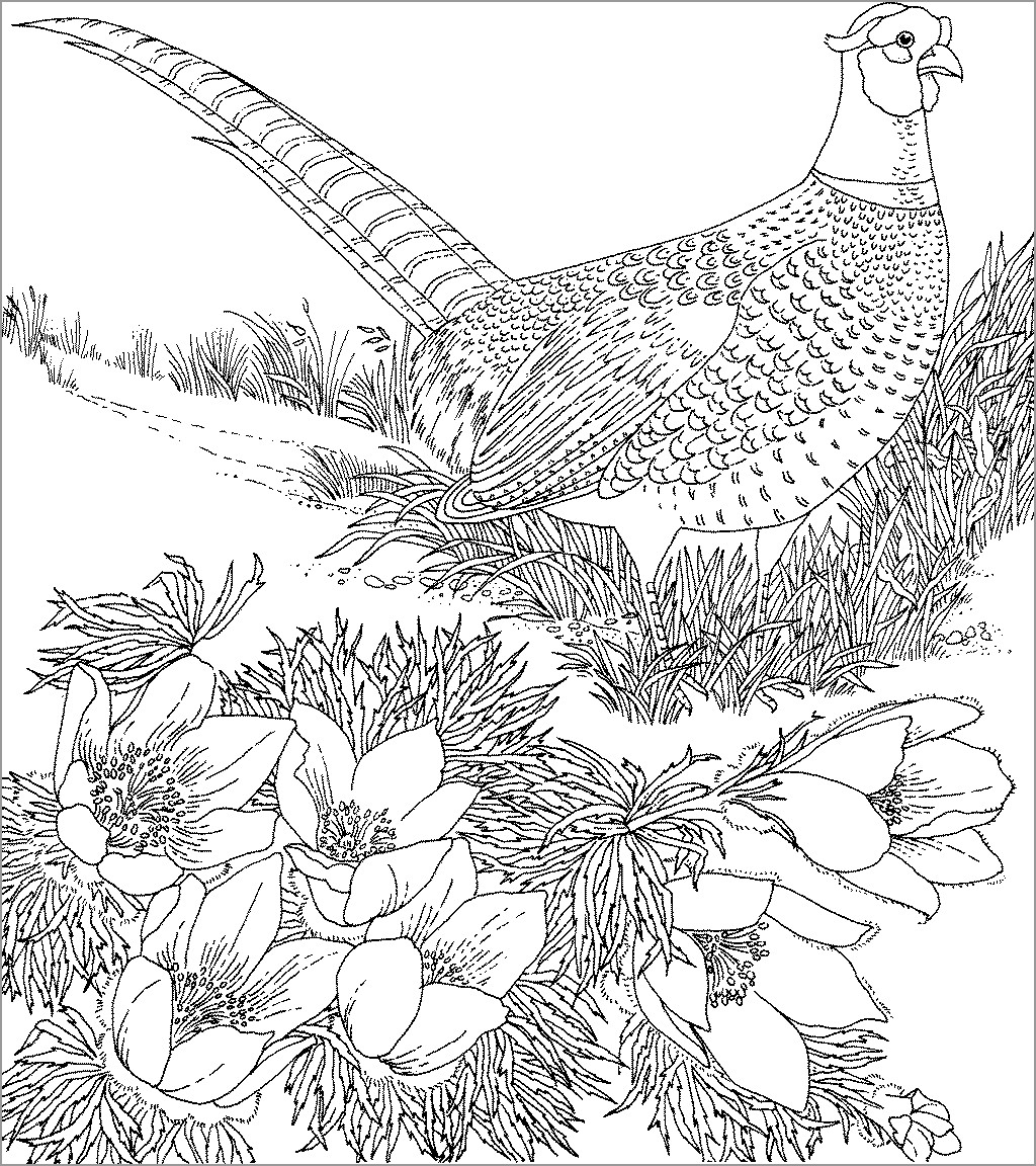 Coloring Pages Of Pheasants