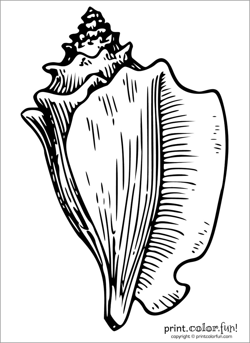Conch Shell Coloring Page