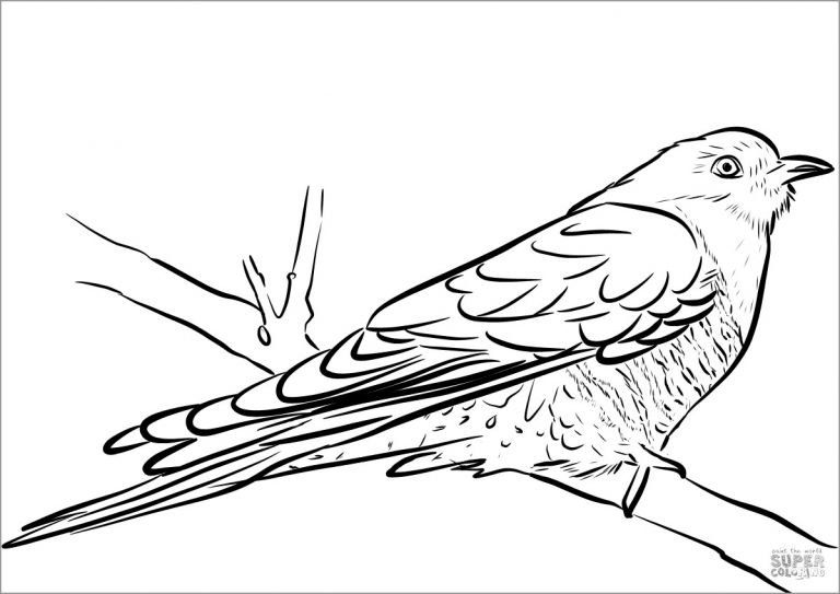 Realistic Cuckoo Bird Coloring Page - ColoringBay
