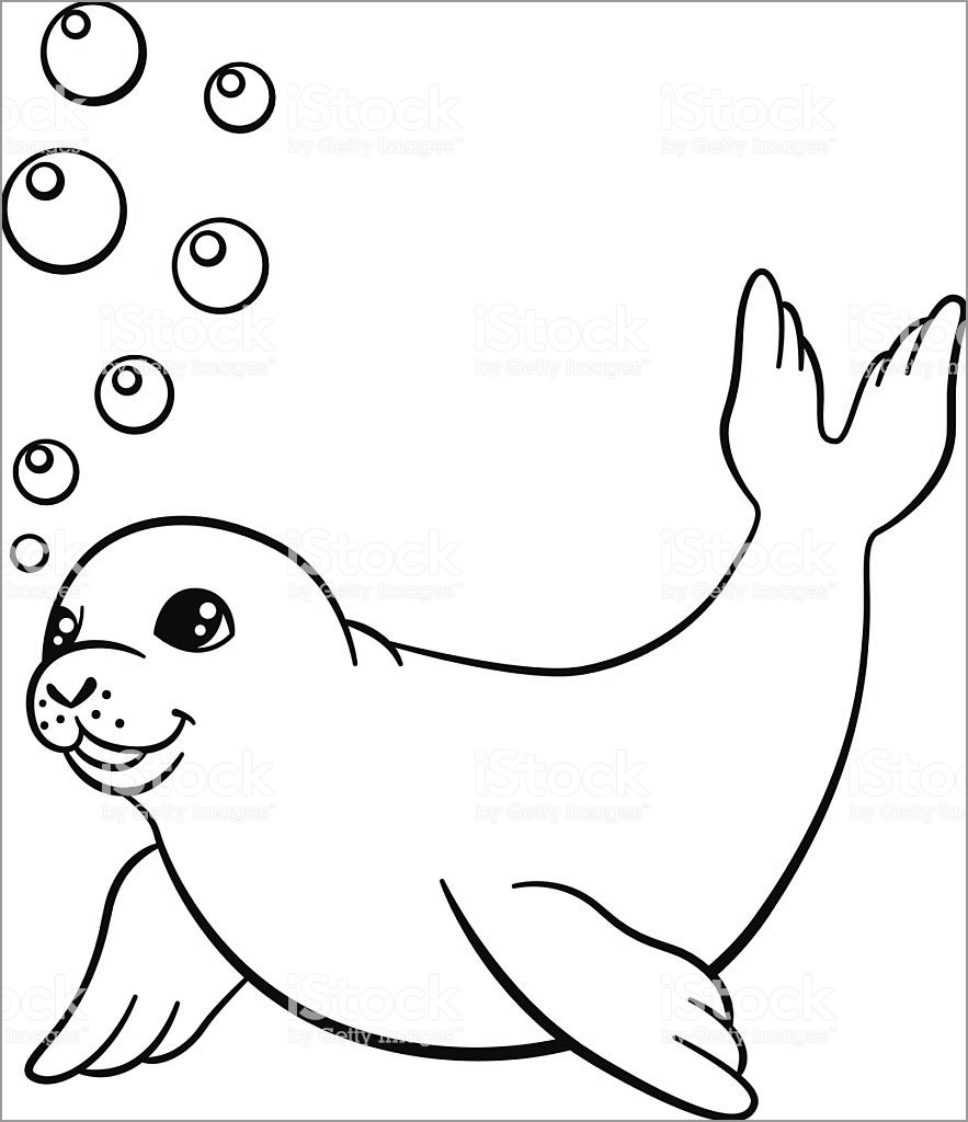 Seal Coloring Pages Seals Pup Baby Wildlife Animals Sketch Coloring Page