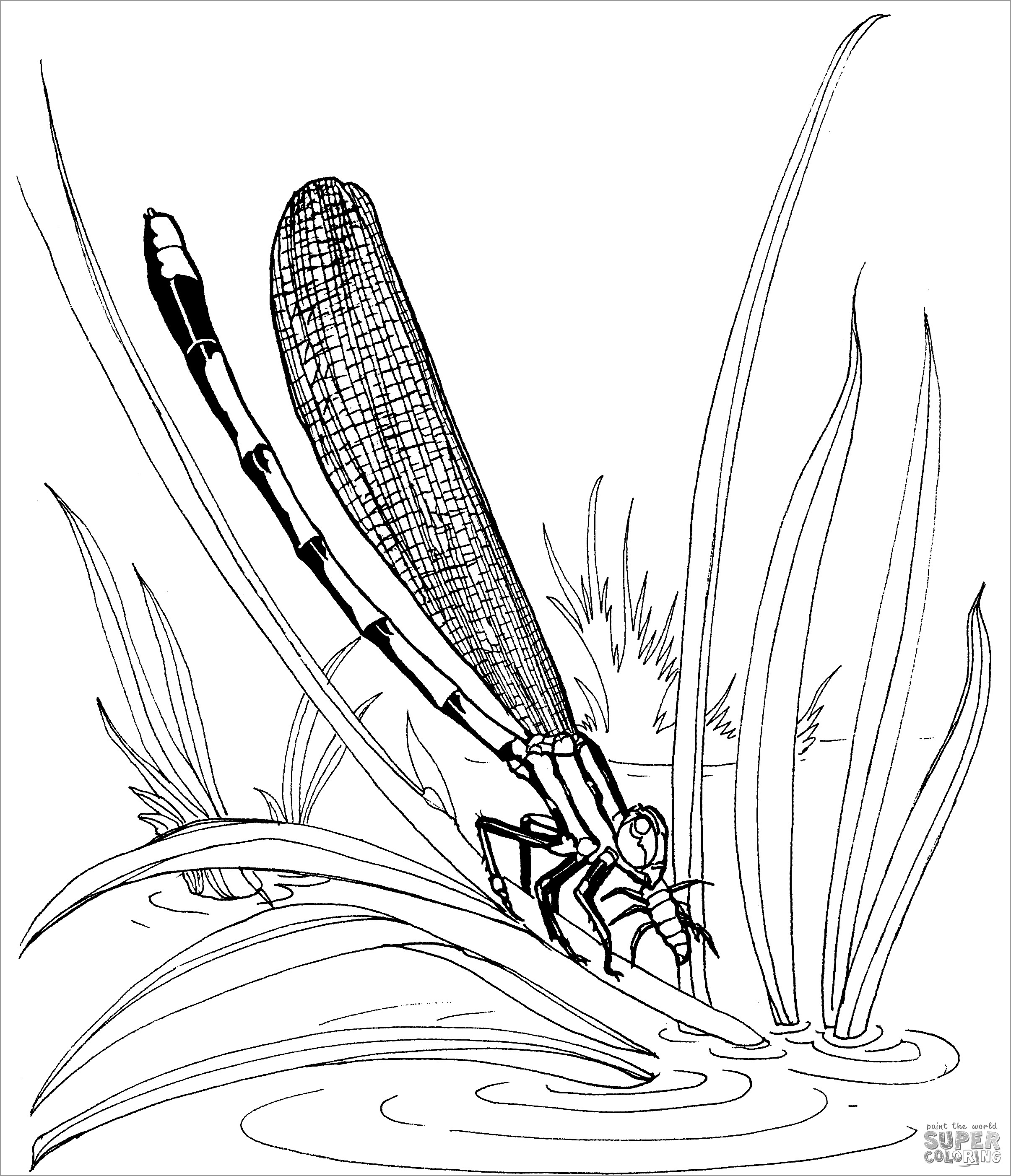 Damselfly Sitting On A Leaf Coloring Page