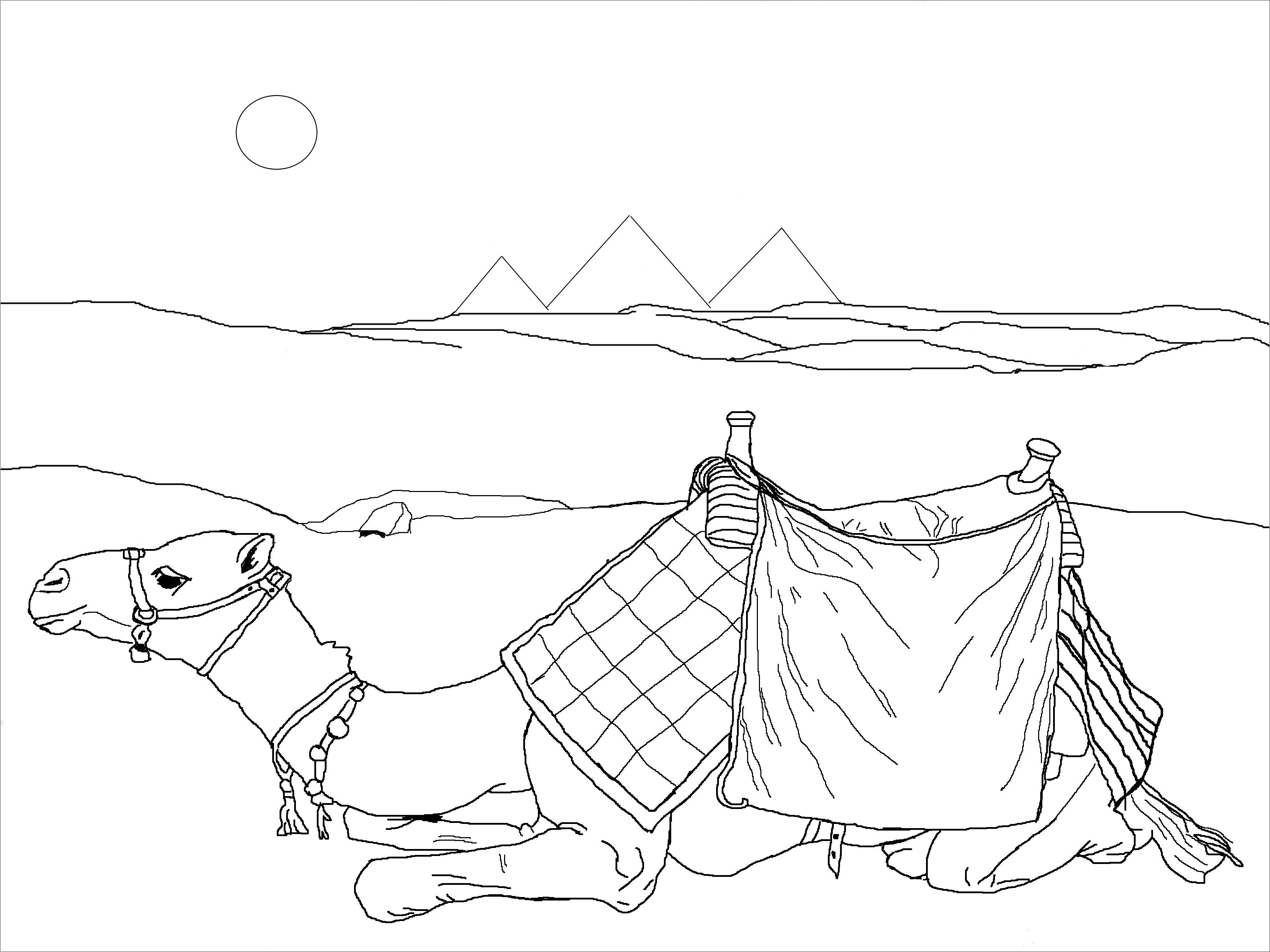 Desert Animal Camel Coloring Page for Adult
